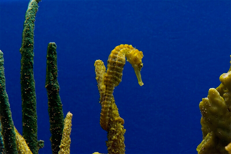 Cavalluccio marino aggrappato a un corallo