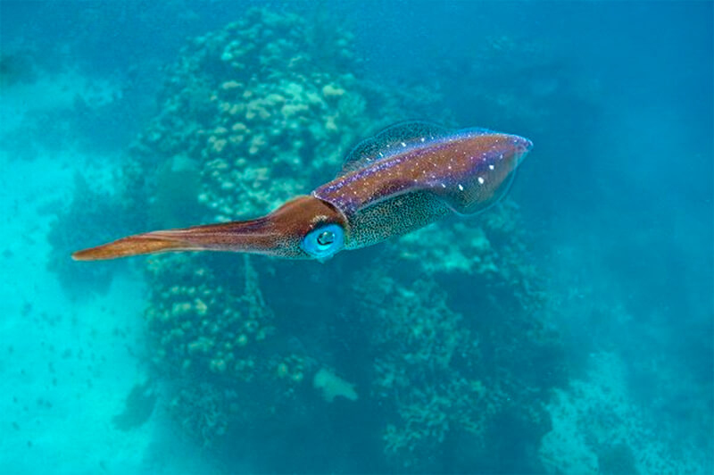 Calamari caraibici in acqua limpida