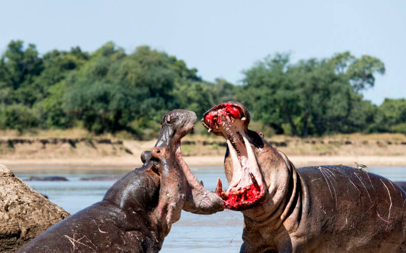 Due ippopotami che combattono.