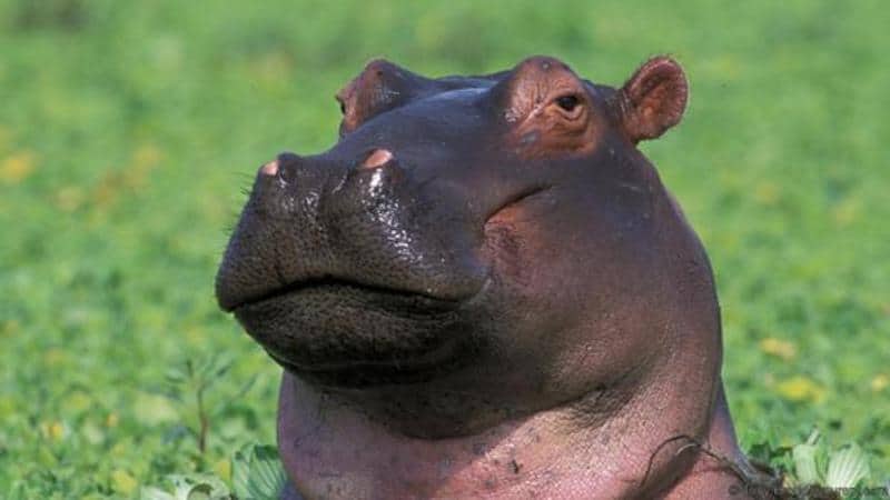 L'ippopotamo ha una pelle dura e dura.