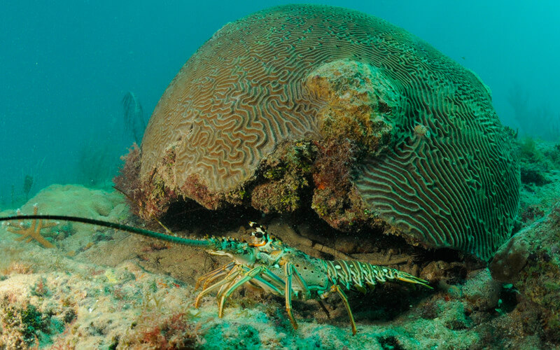 Aragosta comune caraibica