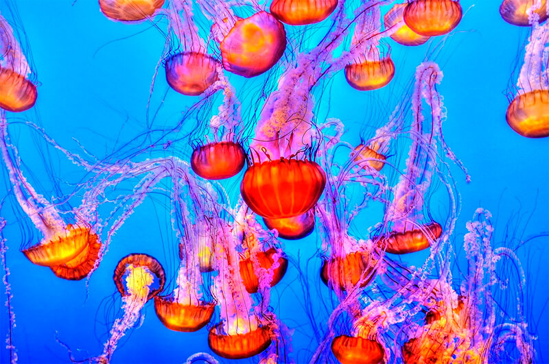 Colonia di meduse