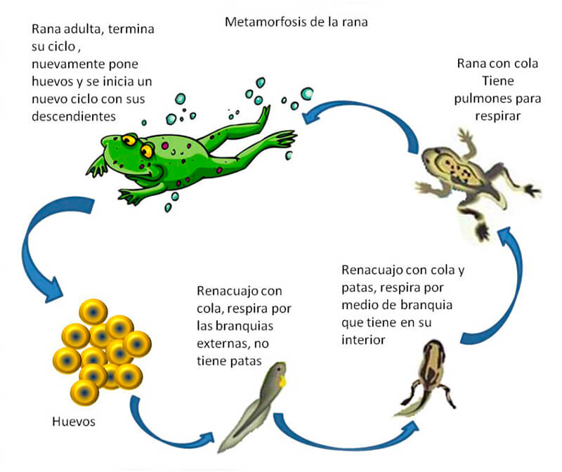 Metamorfosi di una rana