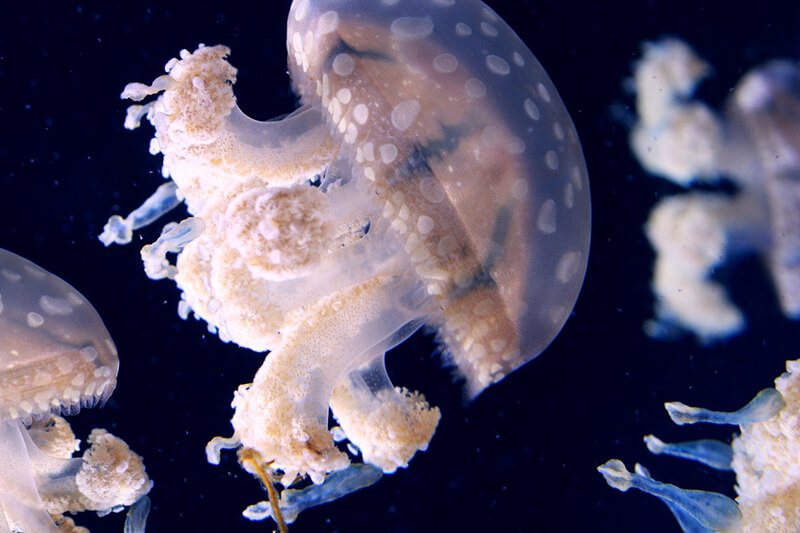 La medusa è un animale acquatico invertebrato