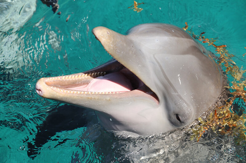 Il delfino appartiene agli animali acquatici