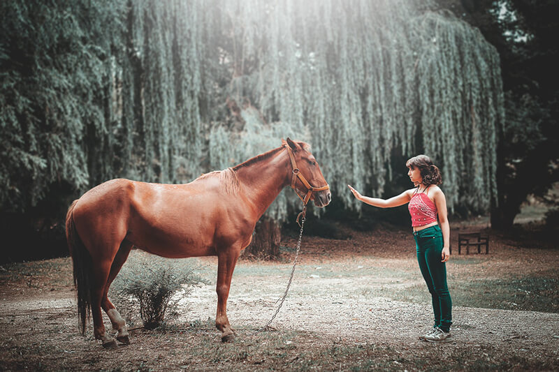 Il cavallo è l'animale domestico più importante per l'umanità