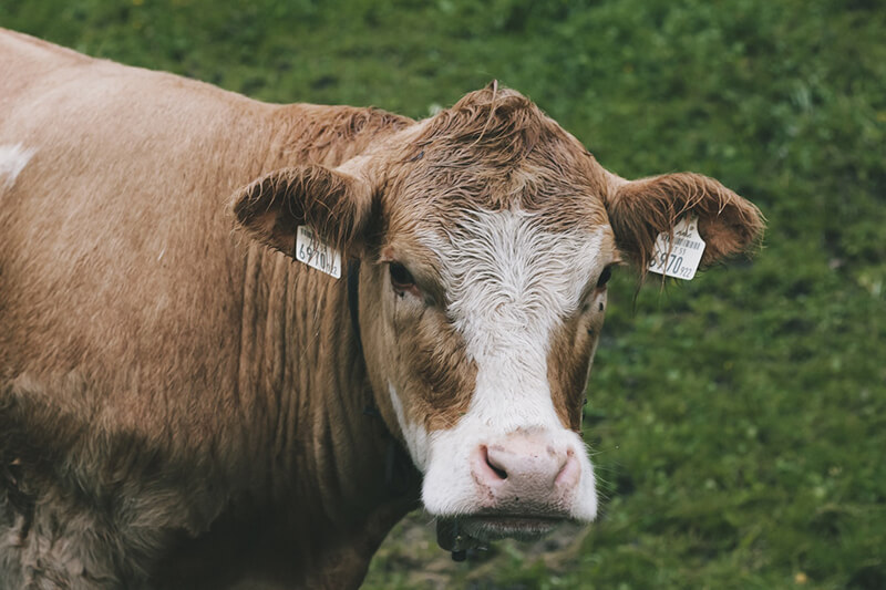 La mucca è l'animale da fattoria più riconoscibile
