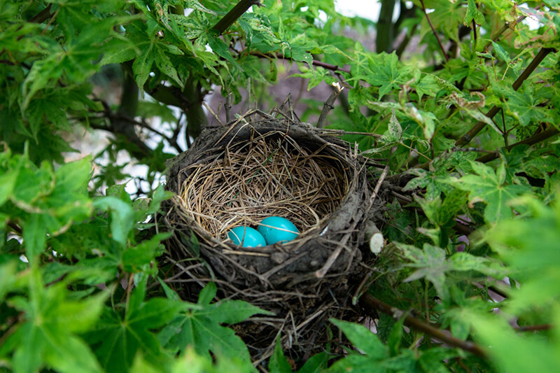 Gli uccelli sono animali ovipari e fanno nidi per proteggere la loro prole