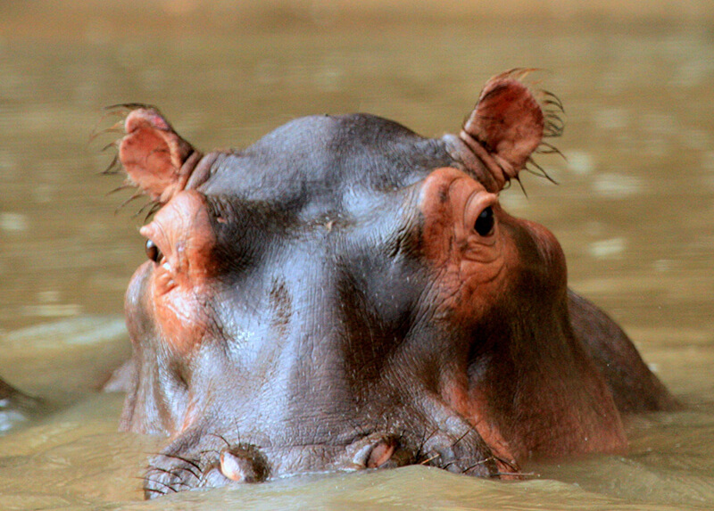 Nonostante il suo aspetto, l'ippopotamo è un animale molto pericoloso