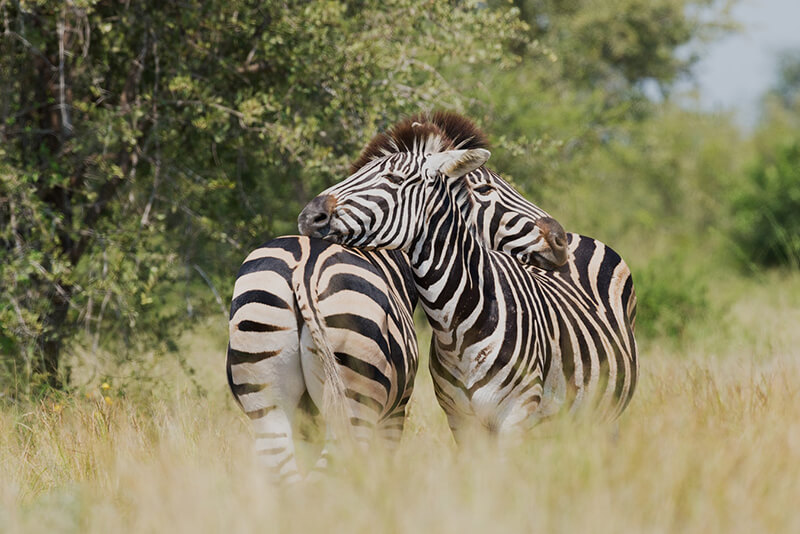 La zebra è un animale selvatico, non addomesticato dagli umani