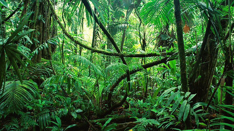 Bioma di una giungla