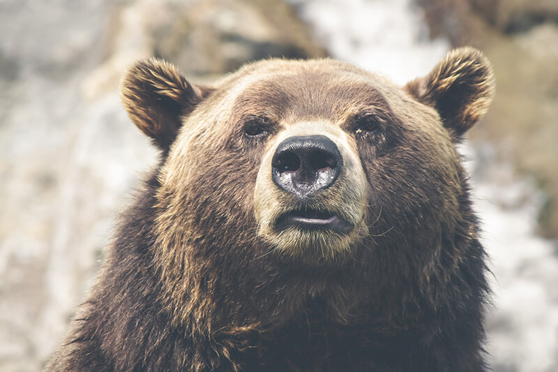 L'orso bruno come animale terrestre