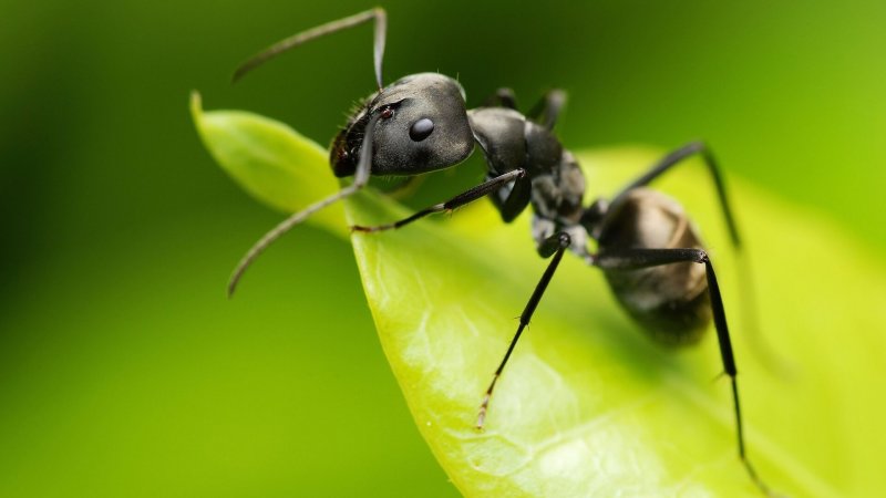 Una formica su una foglia,
