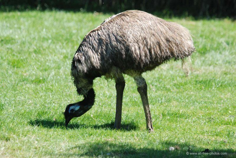 Emu adulto mangiare.