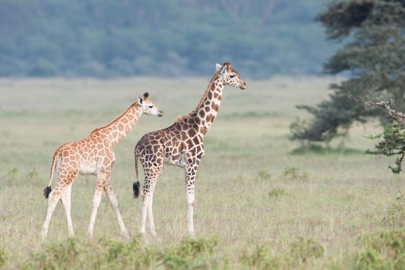 2 giraffe che camminano
