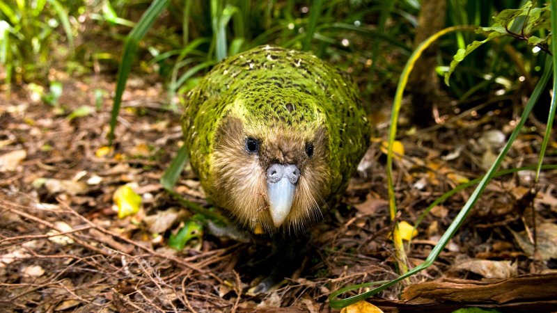 Immagine di un kakapo frontalmente