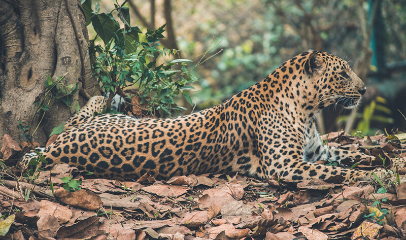 Animale felino (Leopardo)