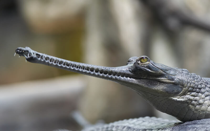 Il gaviale è un tipo di coccodrillo caratterizzato dal suo enorme muso.