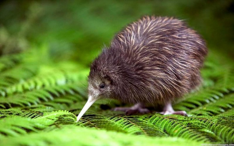 Il kiwi è in grave pericolo di estinzione.