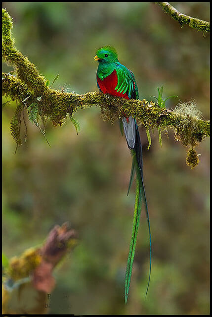 Immagine di un quetzal e del suo piumaggio
