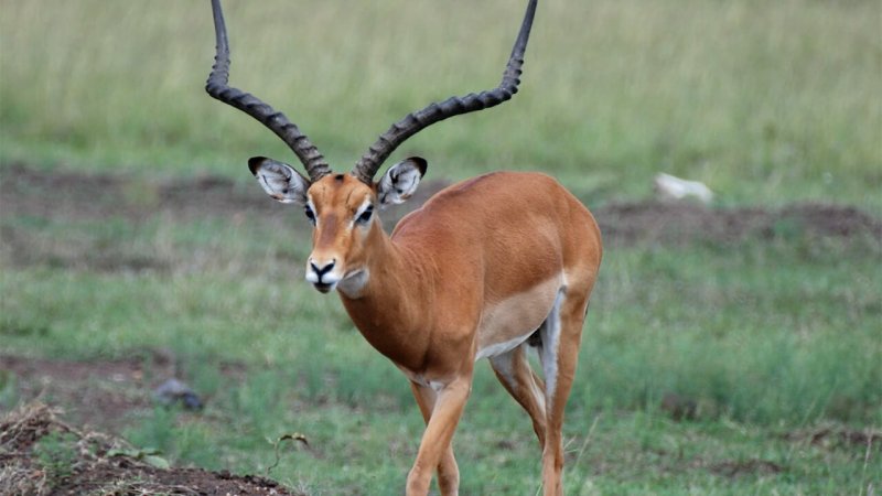 La principale differenza tra l'impala maschile e quella femminile è che la femmina non ha le corna.