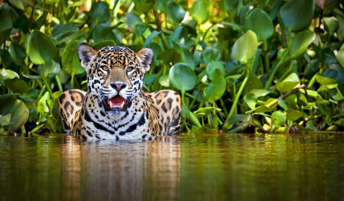 Un giaguaro che si raffredda.
