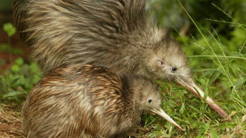Un kiwi con il suo bambino in cerca di cibo.