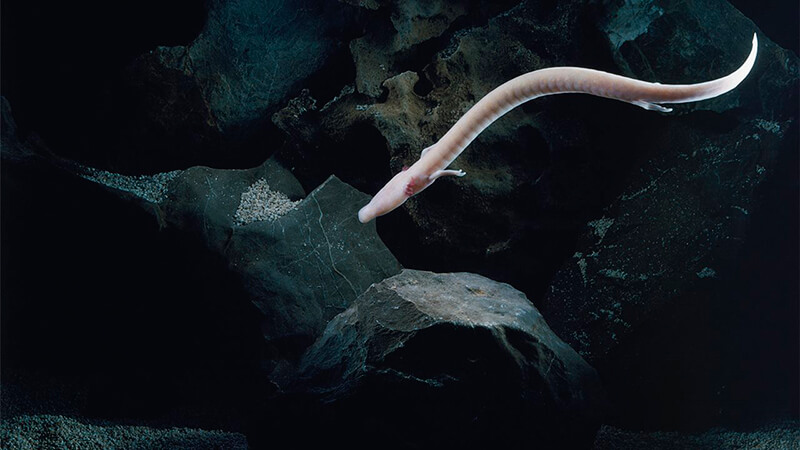 Proteus nella grotta sottomarina