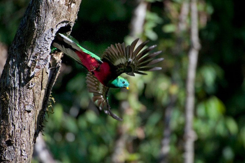 Immagine di un quetzal volante