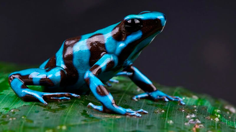 Poison Dart Frog - Varietà blu