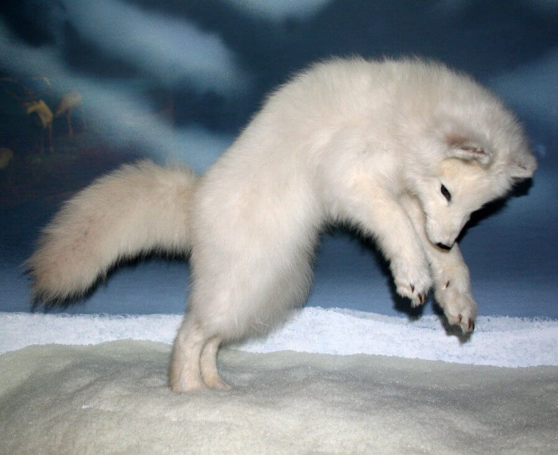 Immagine di una volpe polare bambino
