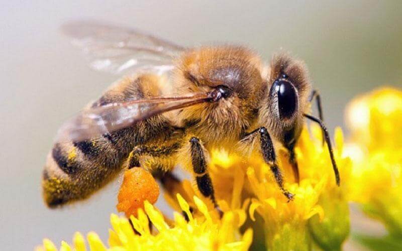 L'ape è essenziale per l'impollinazione.
