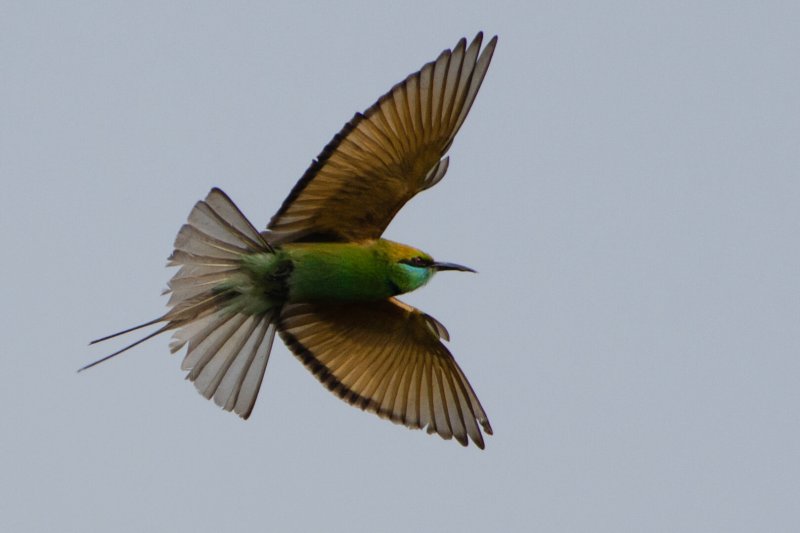 Un gruccione color smeraldo in volo