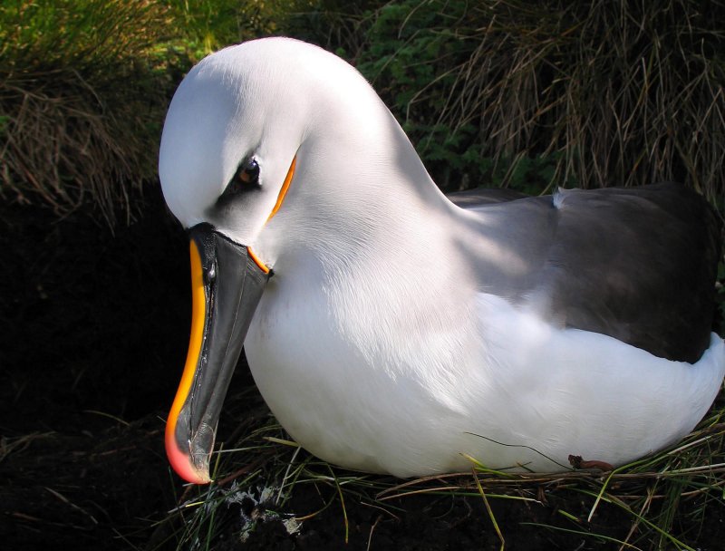 L'albatro trascorre la maggior parte della sua vita in volo.