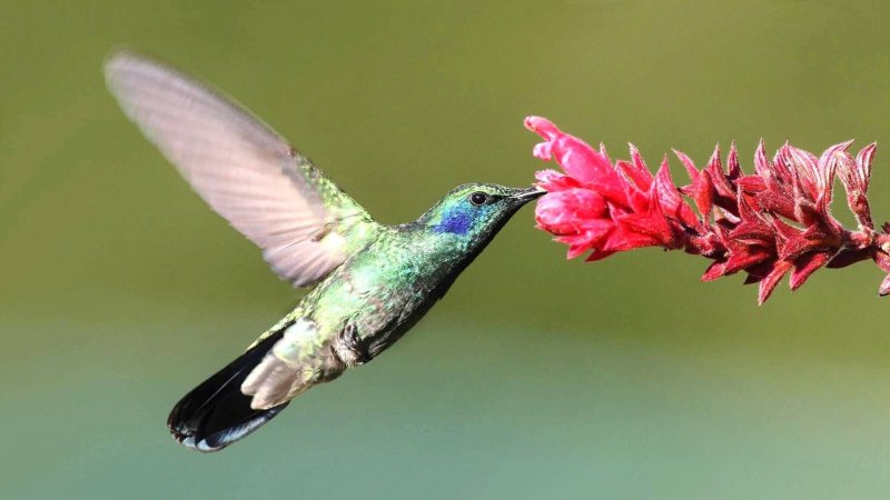 Il colibrì si nutre principalmente di nettare.