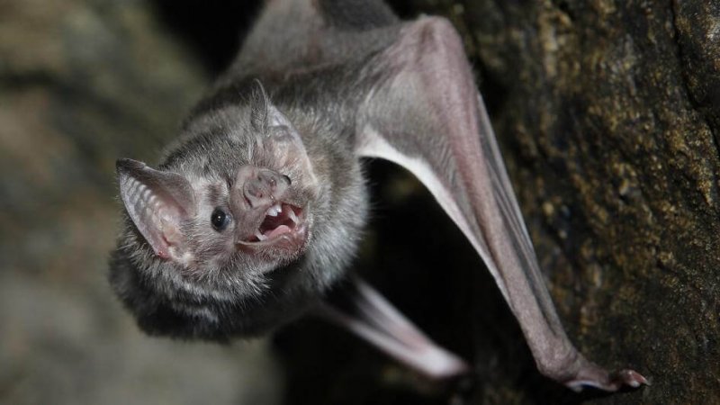 Un pipistrello vampiro in agguato nell'oscurità