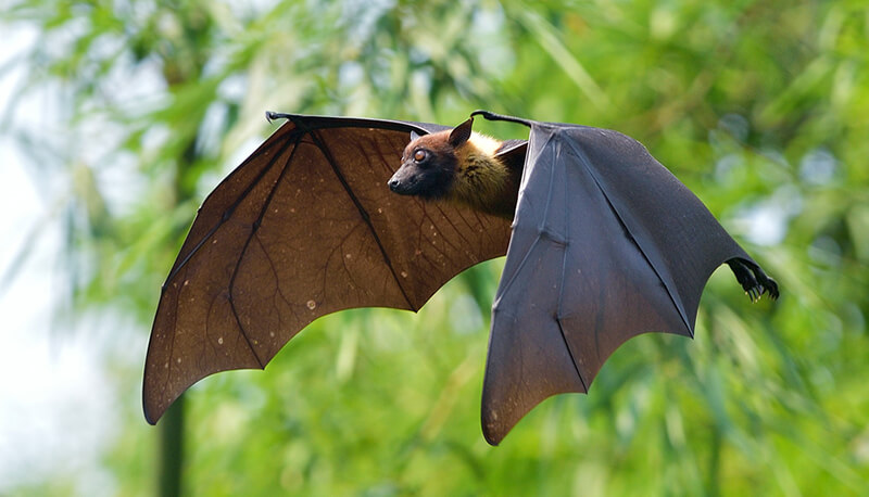 Le ali del pipistrello sono membranose.