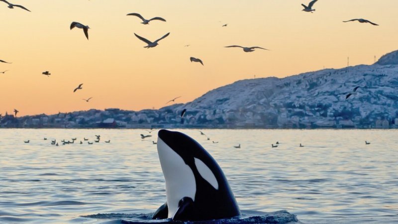 L'orca è un mammifero e vive in acque fredde.