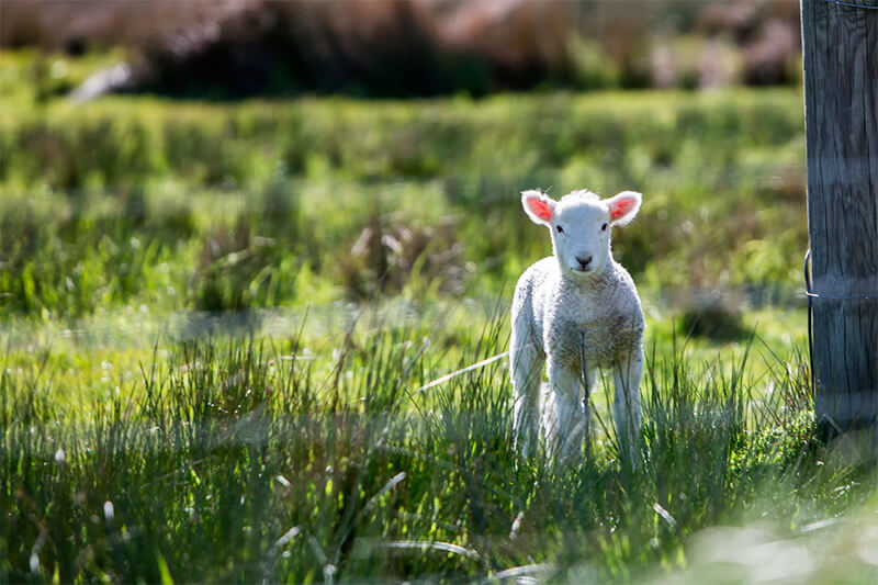 Un piccolo agnello nel campo