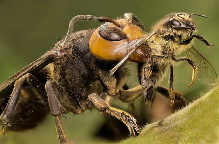 Un calabrone asiatico gigante appena in tempo per cacciare un'ape mellifera.