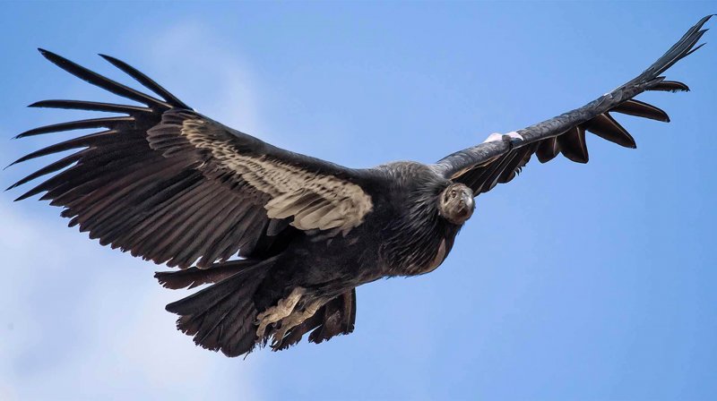 Possiamo apprezzare la grande apertura alare dell'avvoltoio