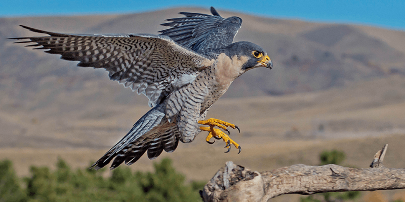Il falco è l'animale più veloce del mondo.