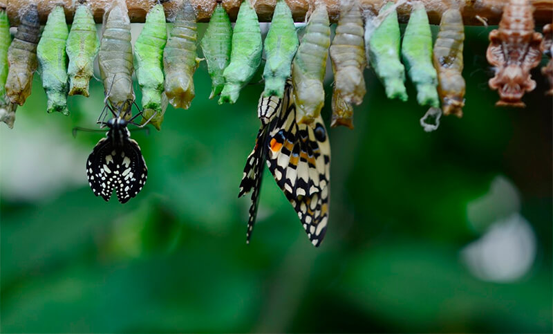 Farfalle che emergono dalla pupa