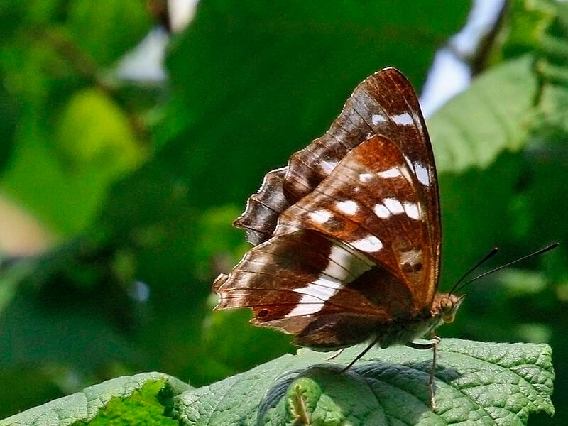 Esemplare femminile della farfalla imperatore viola