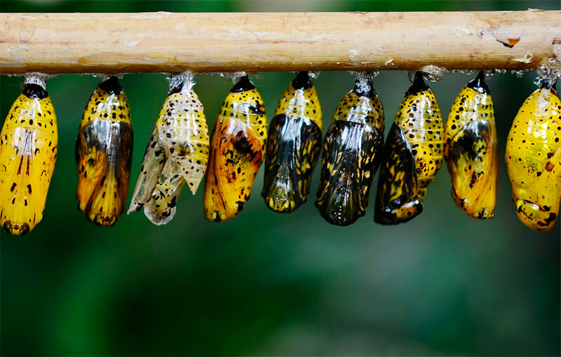 Gruppo di pupe di farfalla