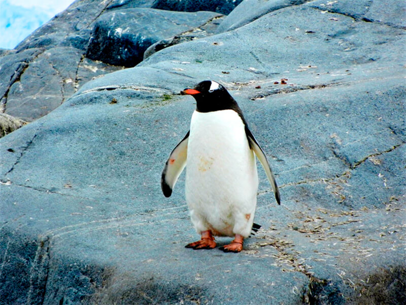 Pinguino su una roccia