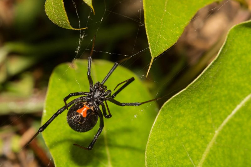 La vedova nera è un aracnide solitario.