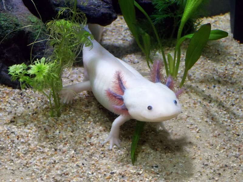 L'axolotl è un anfibio popolare negli acquari. Gli albini vengono allevati in cattività.