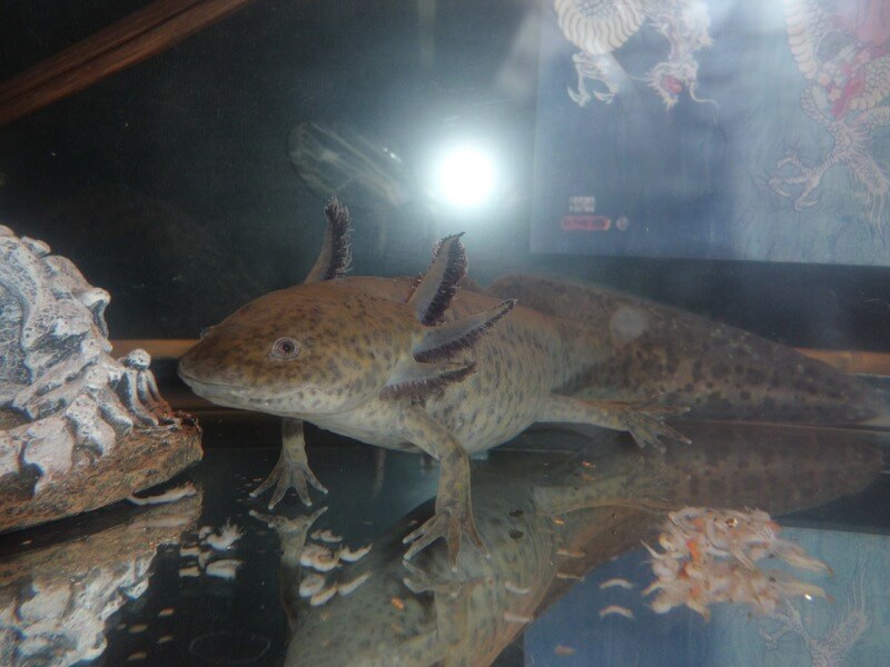 L'axolotl ha normalmente un colore grigiastro.
