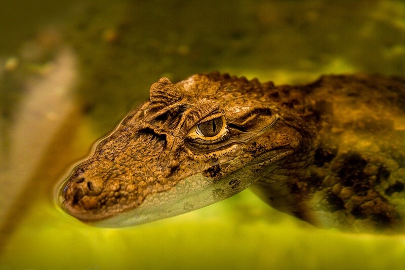 L'alligatore trascorre la maggior parte della sua vita in acqua.